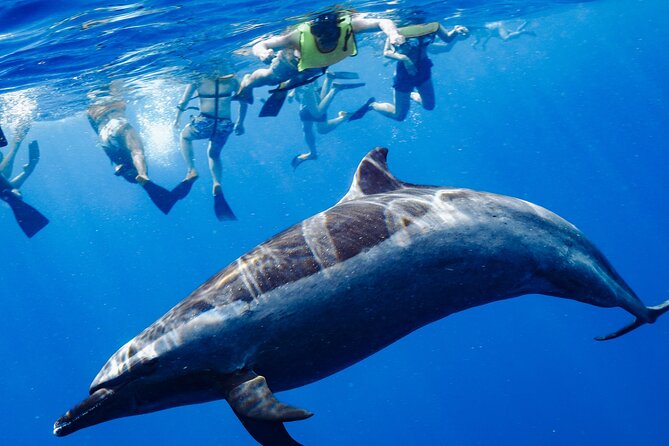 Swimming with Wild Dolphins Speedboat Adventure on Oahu - Key things to know before booking