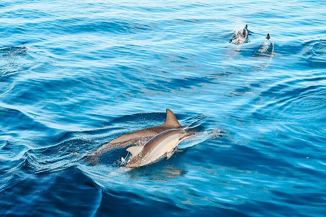 Swimming with Wild Dolphins Speedboat Adventure on Oahu - Lunch, drinks, and the ride along Oahu’s west coast