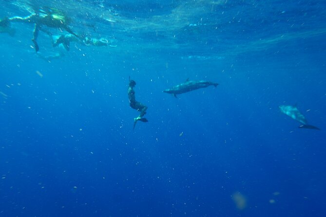Swimming with Wild Dolphins Speedboat Adventure on Oahu - The crew makes the small boat work