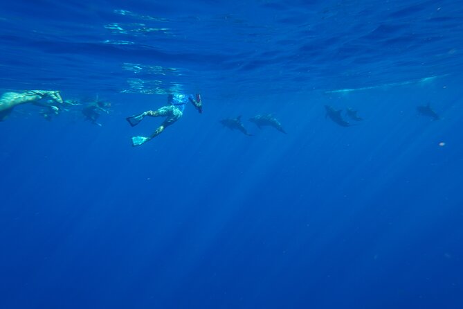 Swimming with Wild Dolphins Speedboat Adventure on Oahu - Is $199 a fair price?