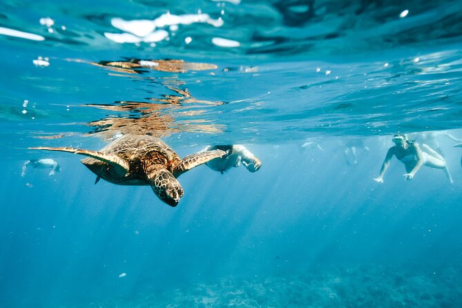 Swimming with Wild Dolphins Speedboat Adventure on Oahu - Pickup, timing, and practical planning