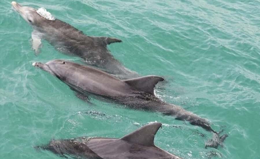 Sydney: Jervis Bay Day Trip with Dolphins, Roos & Beach Time - What this Jervis Bay day trip is really like