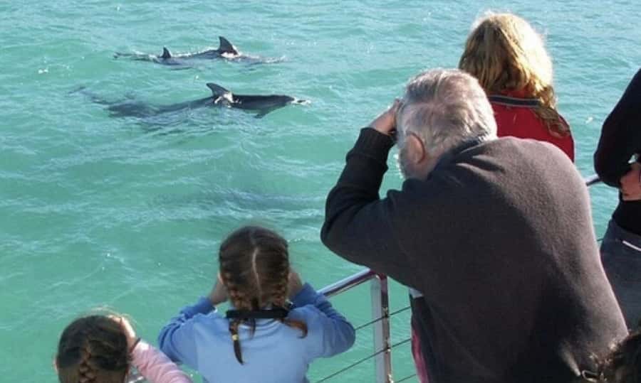 Sydney: Jervis Bay Day Trip with Dolphins, Roos & Beach Time - Dolphin watching in Jervis Bay Marine Park