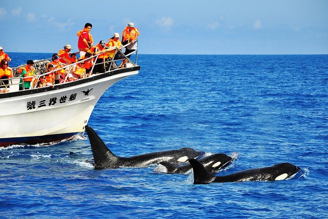 Taiwan Hualien Whale Watching Dolphin - Key Points Before You Sail