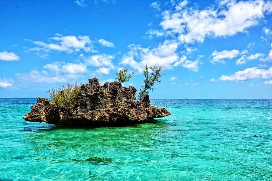 Tamarin: Dolphin Snorkel, CrystalRock, ile o Benitiers Lunch - Key points to know before you go