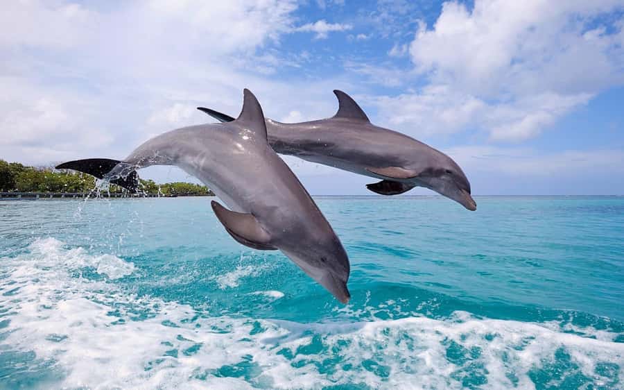 Tamarin: Dolphin Snorkel, CrystalRock, ile o Benitiers Lunch - My booking advice