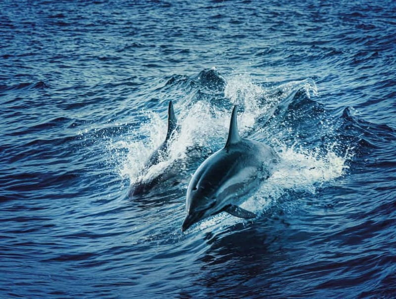 Taormina and Giardini Naxos: 2 Hour Dolphin Tour & Grotto - Why this two-hour cruise works well in Taormina