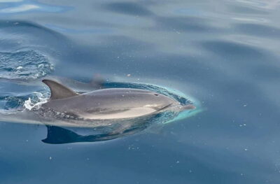 Dolphin Tour and Sunset Aperitif Boat Tour