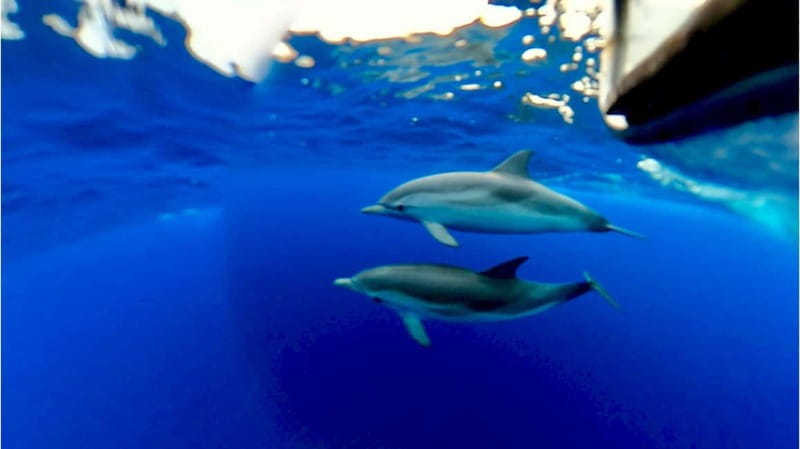 Taormina: Dolphin Tour and Sunset Aperitif Boat Tour - Mount Etna, San Domenico Palace, and screen scenery