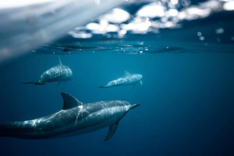 Taormina: Sunset Boat Tour with Dolphin Watching & Aperitif - Five things to know before you book