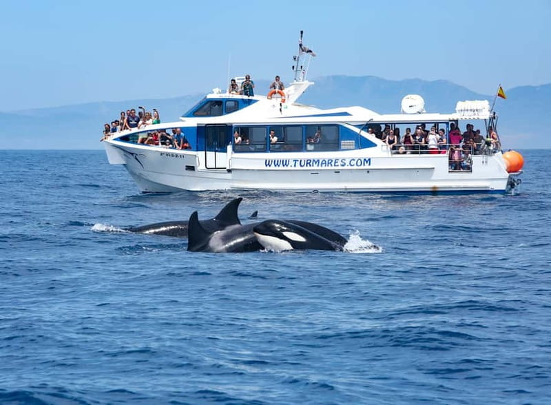 Tarifa: Orca, Whale and Dolphin Watching Boat Experience - Should you book the Tarifa orca and dolphin cruise?
