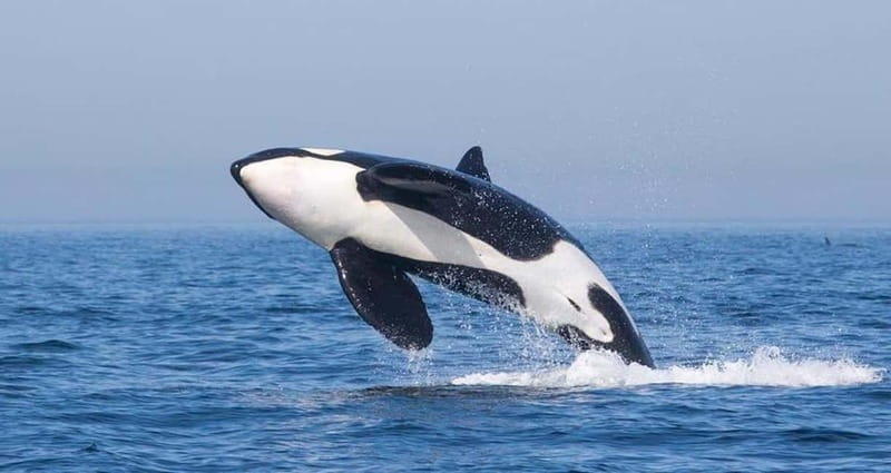 Tarifa: Orca, Whale and Dolphin Watching Boat Experience - Why the Strait of Gibraltar is a special place to watch wildlife