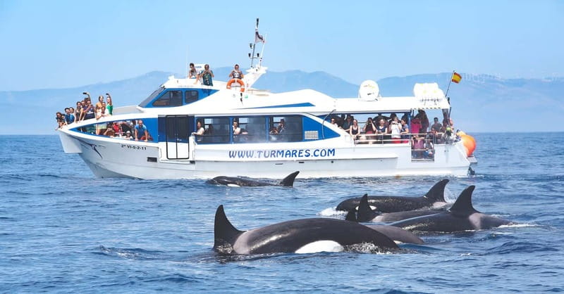 Tarifa: Orca, Whale and Dolphin Watching Boat Experience - Searching for dolphins, whales, and orcas