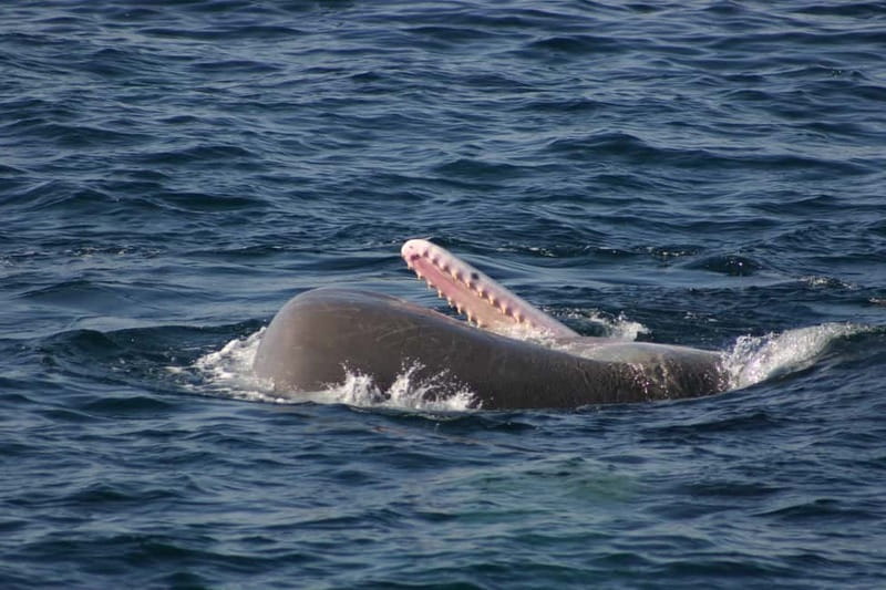 Tarifa: Orca, Whale and Dolphin Watching Boat Experience - What the commentary adds to the boat ride