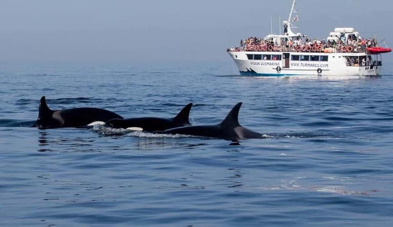 Tarifa: Orca, Whale and Dolphin Watching Boat Experience - The real value of a $77 ticket