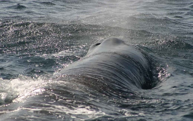 Tarifa: Orca, Whale and Dolphin Watching Boat Experience - How to handle the weather and sighting policy