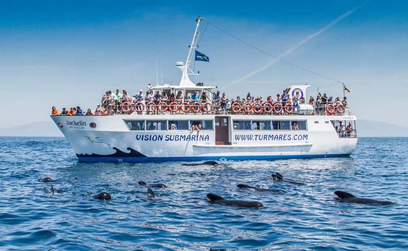 Tarifa: Orca, Whale and Dolphin Watching Boat Experience - Who will enjoy this cruise most