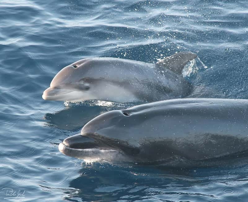 Tarifa: Orca, Whale and Dolphin Watching Boat Experience - From the Turmares desk to open water
