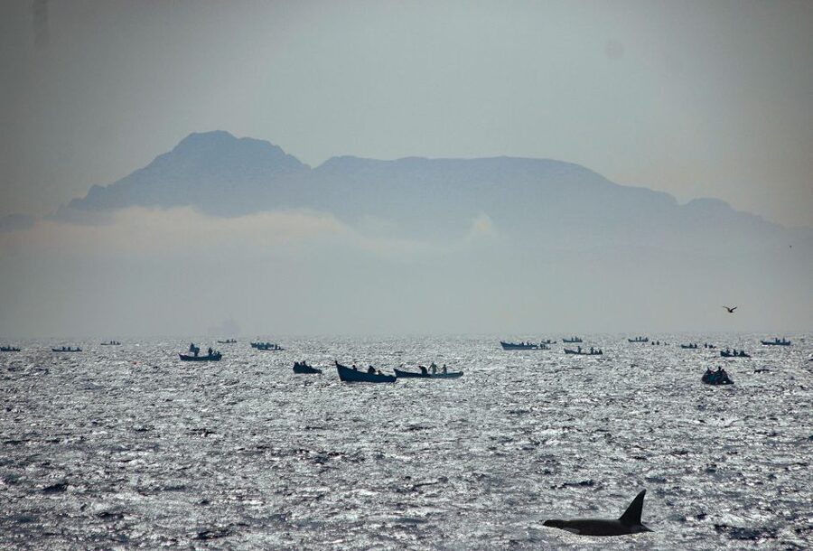 Tarifa: Whale & Dolphin Watching in the Strait of Gibraltar - Practical details that make the day easier