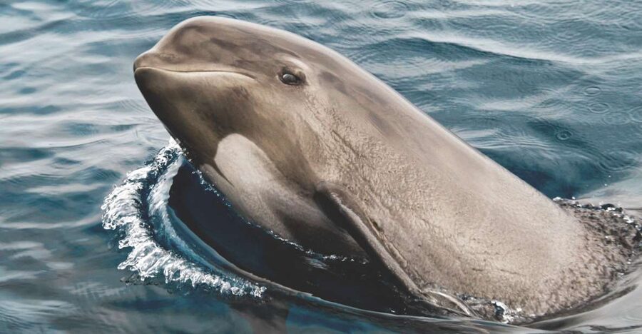 Tarifa: Whale & Dolphin Watching in the Strait of Gibraltar - Why the Strait of Gibraltar is such a good place for wildlife