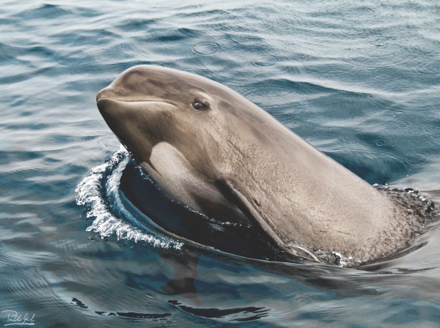 Tarifa: Whale & Dolphin Watching in the Strait of Gibraltar - Two hours on the water, with a lot of waiting and watching