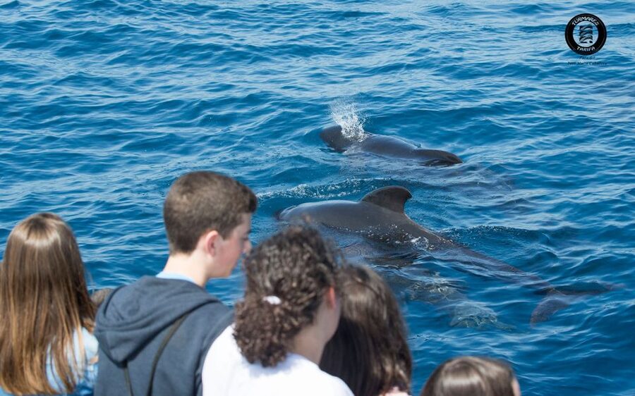 Tarifa: Whale & Dolphin Watching in the Strait of Gibraltar - The animals you might see