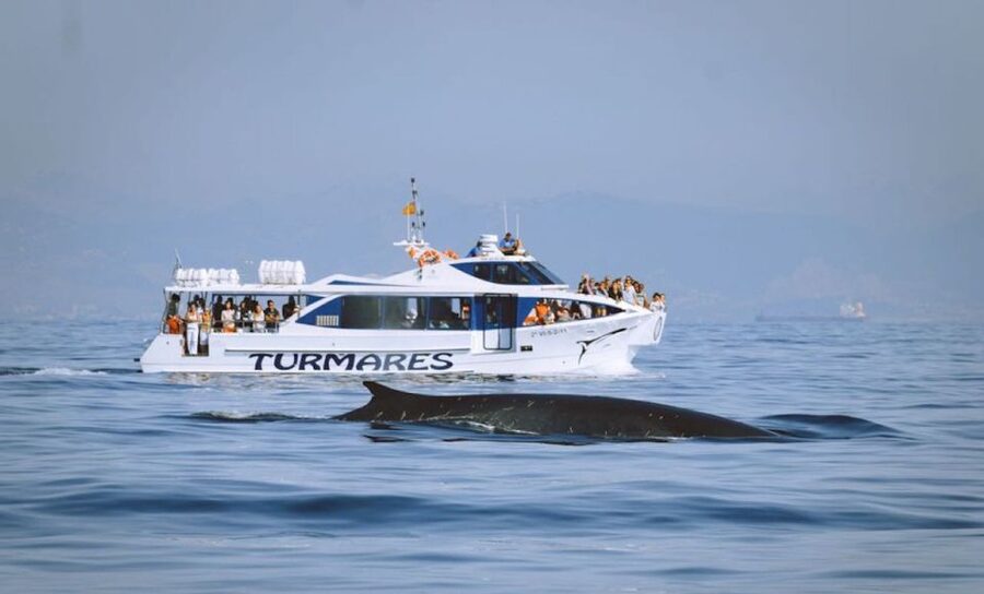 Tarifa: Whale & Dolphin Watching in the Strait of Gibraltar - A guide can turn sightings into understanding