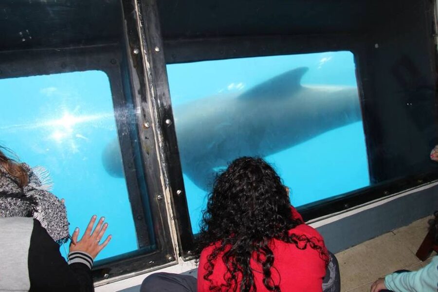 Tarifa: Whale & Dolphin Watching in the Strait of Gibraltar - What the boat is like in real conditions