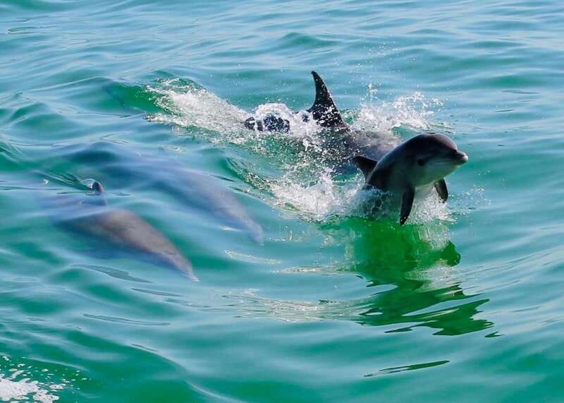 Tarpon Springs: Evening Dolphin Cruise - Why this short Tarpon Springs cruise works