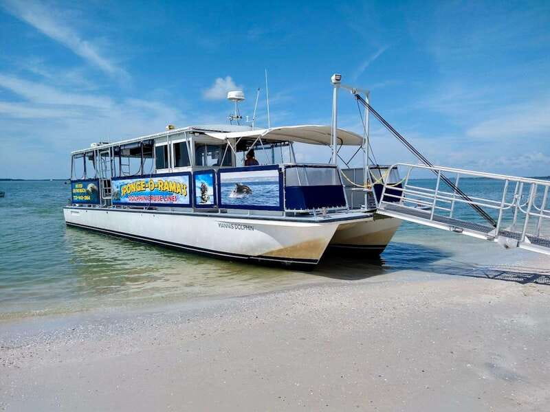 Tarpon Springs: Evening Dolphin Cruise - Dolphin watching without a guarantee