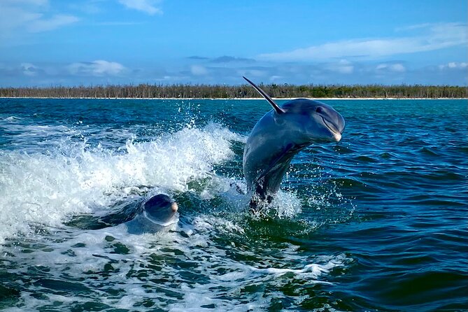 Ten Thousand Islands Eco/Dolphin Tour - Starting at Palm Point Drive on Marco Island