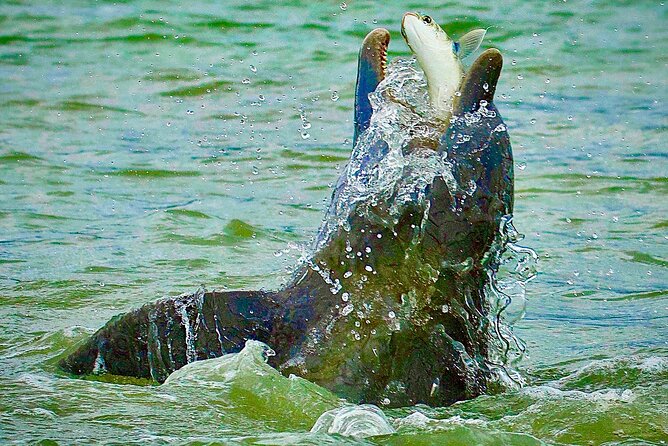 Ten Thousand Islands Eco/Dolphin Tour - Cruising through mangroves and the Ten Thousand Islands