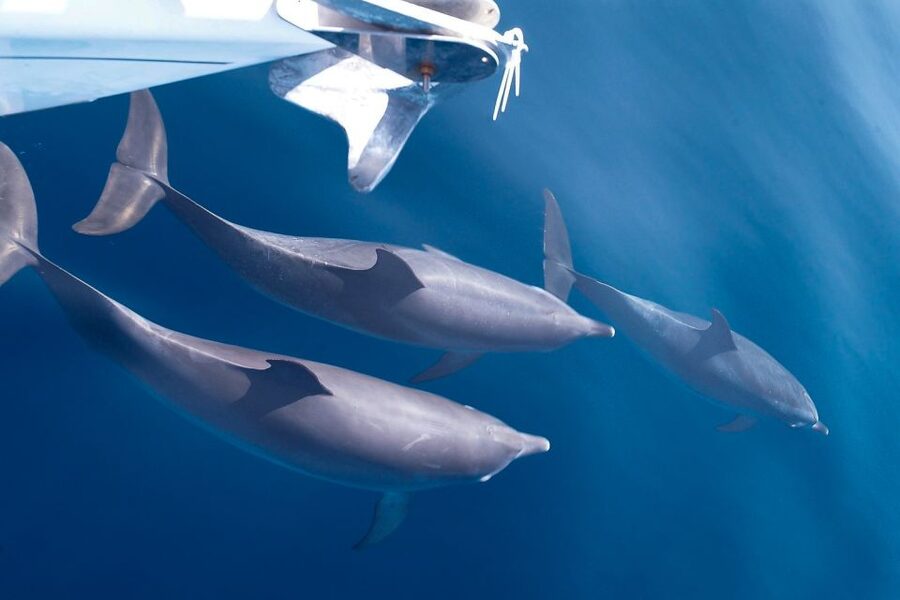 Tenerife: 3 &-6 Hour Private Whale & Dolphin Watching - Key Points To Know Before You Go
