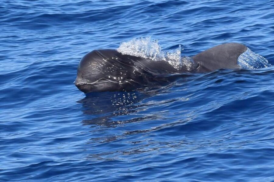 Tenerife: 3 &-6 Hour Private Whale & Dolphin Watching - Leaving Puerto Colon on Gran Azor