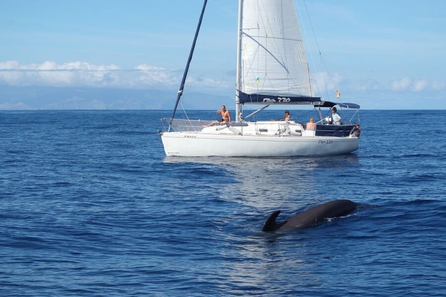 Tenerife: 3 &-6 Hour Private Whale & Dolphin Watching - The Coast Cruise Is Part of the Experience