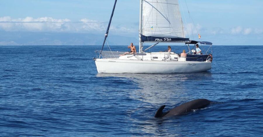 Tenerife: 3 &-6 Hour Private Whale & Dolphin Watching - Who Will Enjoy This Private Charter Most?