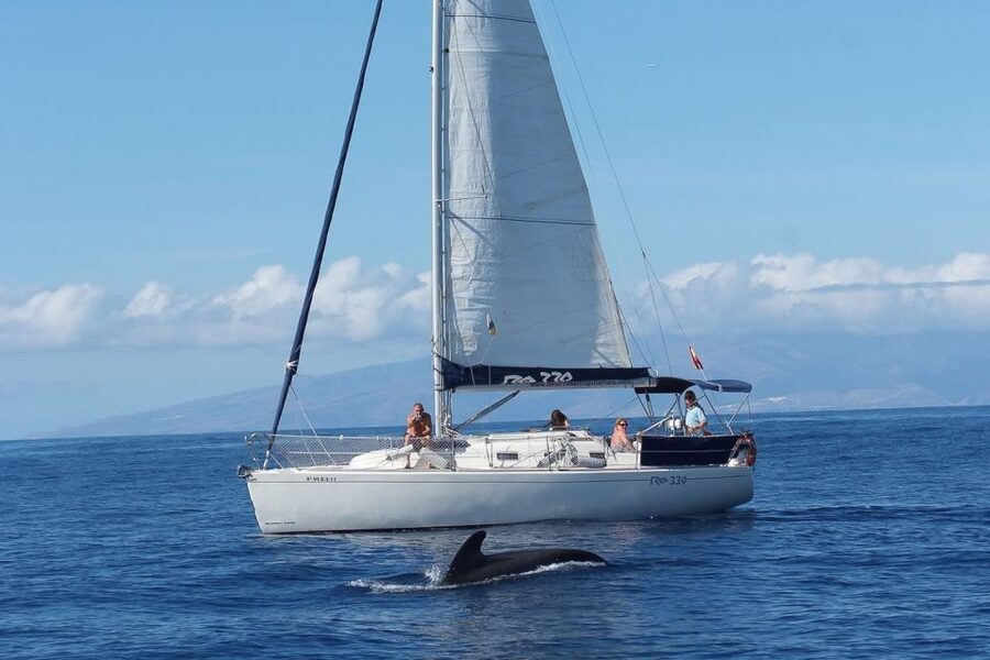 Tenerife: 3 &-6 Hour Private Whale & Dolphin Watching - Watching Pilot Whales and Dolphins Off Tenerife