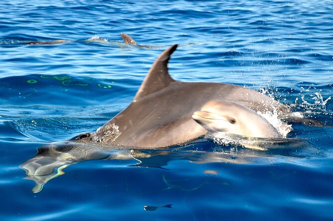 Tenerife 3-Hour Discover Whales and Dolphins - Lunch, snacks, and the swimming stop