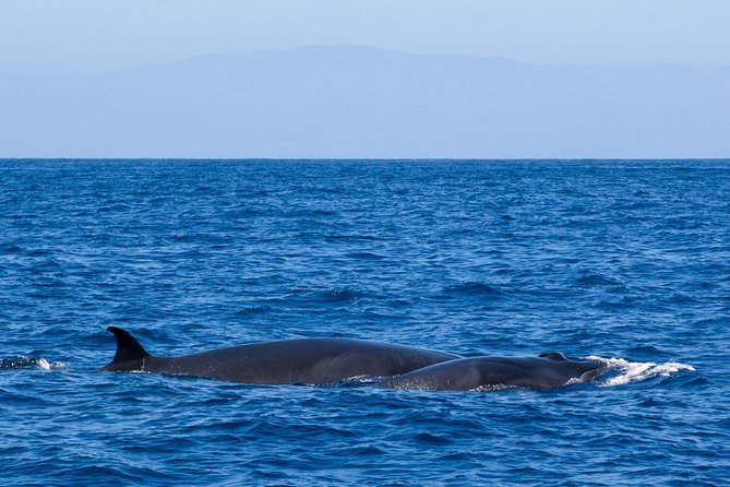 Tenerife 3-Hour Discover Whales and Dolphins - How the price measures up