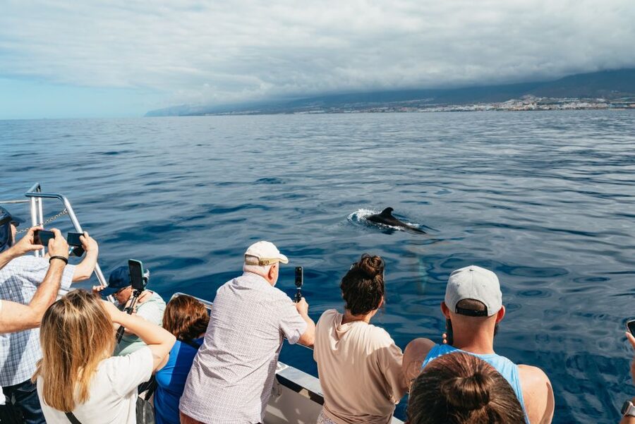 Tenerife: Eco-Yacht Whale and Dolphin Watching and Swimming - Whales, dolphins, and the animals you might see