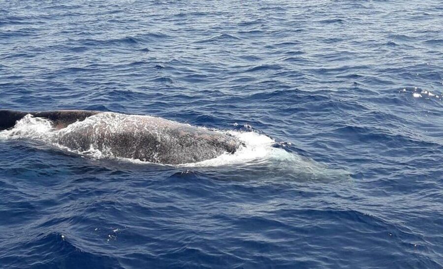 Tenerife: Eco-Yacht Whale and Dolphin Watching and Swimming - The swimming and snorkeling stop