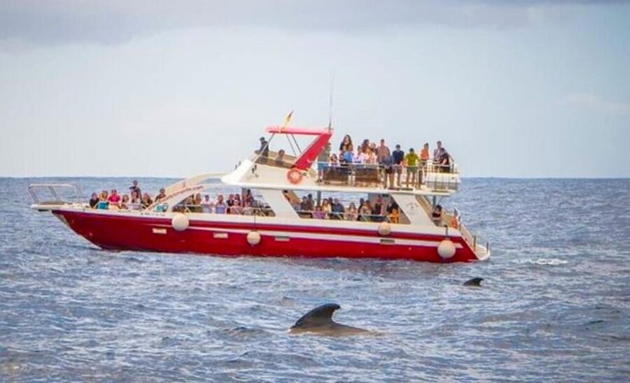Tenerife: Eco-Yacht Whale and Dolphin Watching and Swimming - Price, comfort, and what is actually included