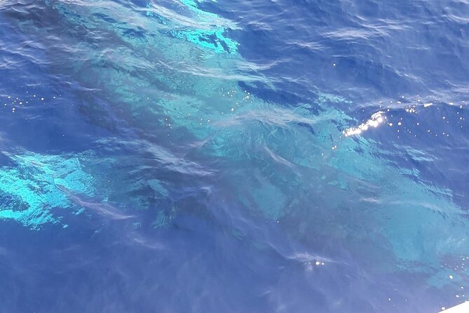 Tenerife Los Cristianos: Whale and Dolphin Eco-Yacht and Swim Stop - What the $18.10 price really gets you