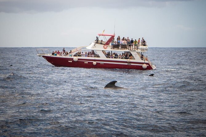 Tenerife Los Cristianos: Whale and Dolphin Eco-Yacht and Swim Stop - Who should book this cruise?