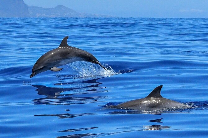 Tenerife Los Cristianos: Whale and Dolphin Eco-Yacht and Swim Stop - Watching for pilot whales and dolphins