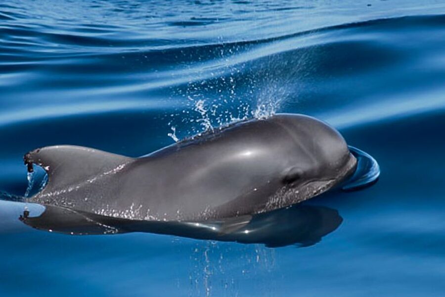 Tenerife: Luxury Private Whale & Dolphin Watching Tour - What the Strong Feedback Tells You