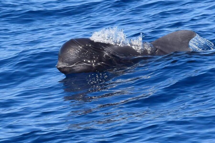 Tenerife: Luxury Private Whale & Dolphin Watching Tour - Looking for Pilot Whales Near Tenerife