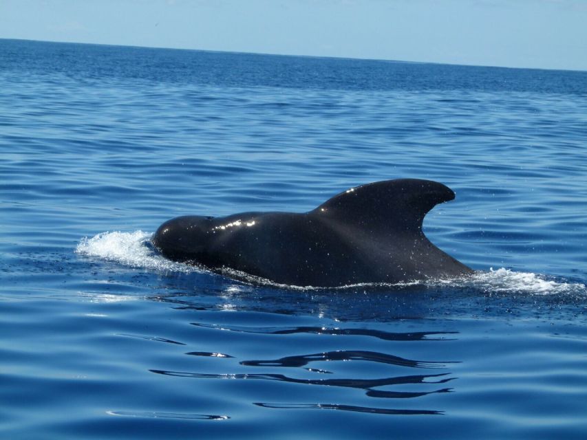 Tenerife: Sailing Excursion with Whale and Dolphin Watching - Is $88 a fair price?