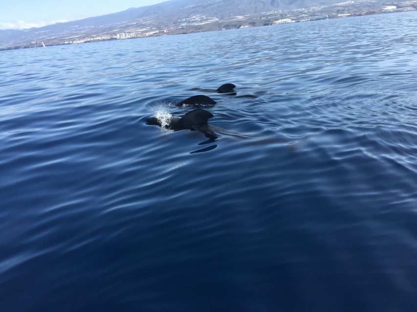 Tenerife: Sailing Excursion with Whale and Dolphin Watching - Searching for pilot whales and dolphins off Tenerife