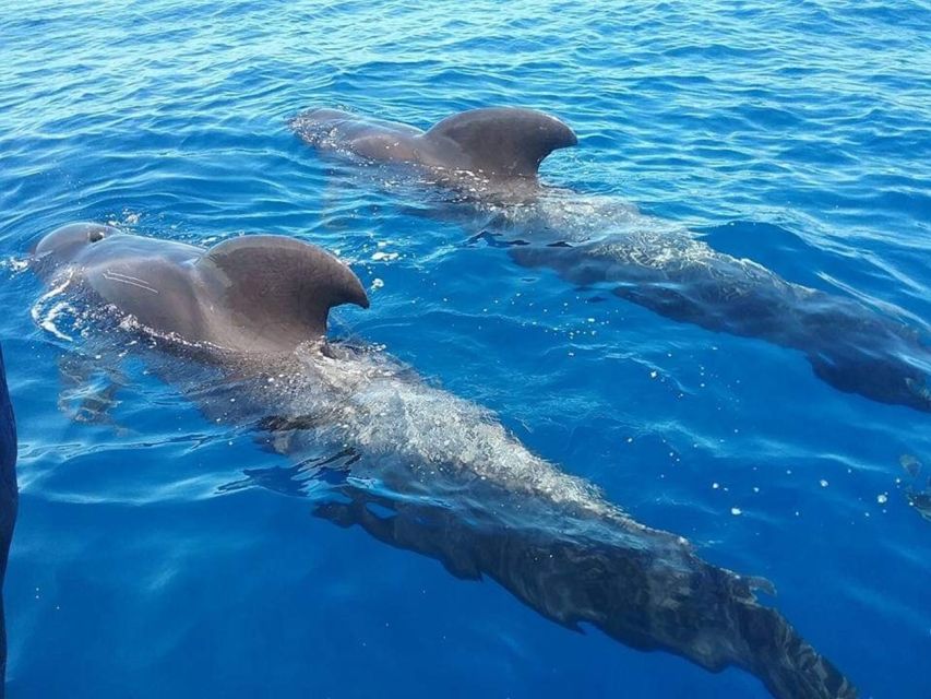 Tenerife: Teide National Park and Dolphins Sailboat Tour - Teide National Park and its volcanic viewpoints